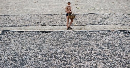 山西黃河流魚再現 群眾岸邊撈小魚制魚干