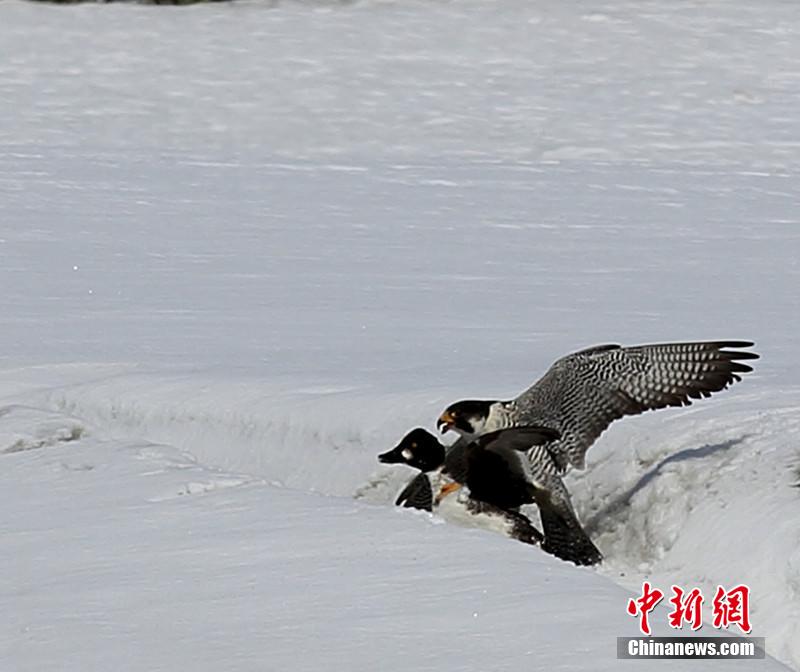 實拍新疆額爾齊斯河隼鴨水陸大戰